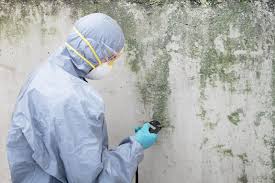 Best Black Mold Removal  in Homewood, IL